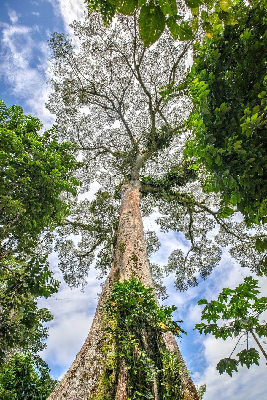 Ecuadorian Amazon rainforest canopy tree