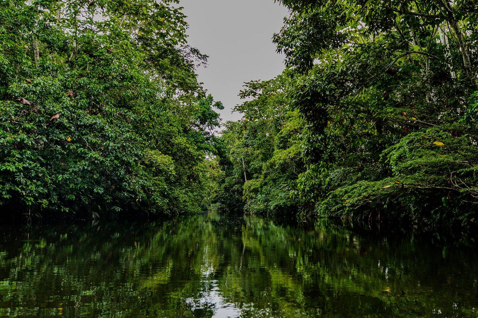 Calm jungle river bordered by dense green trees, their reflection mirrored in the water
